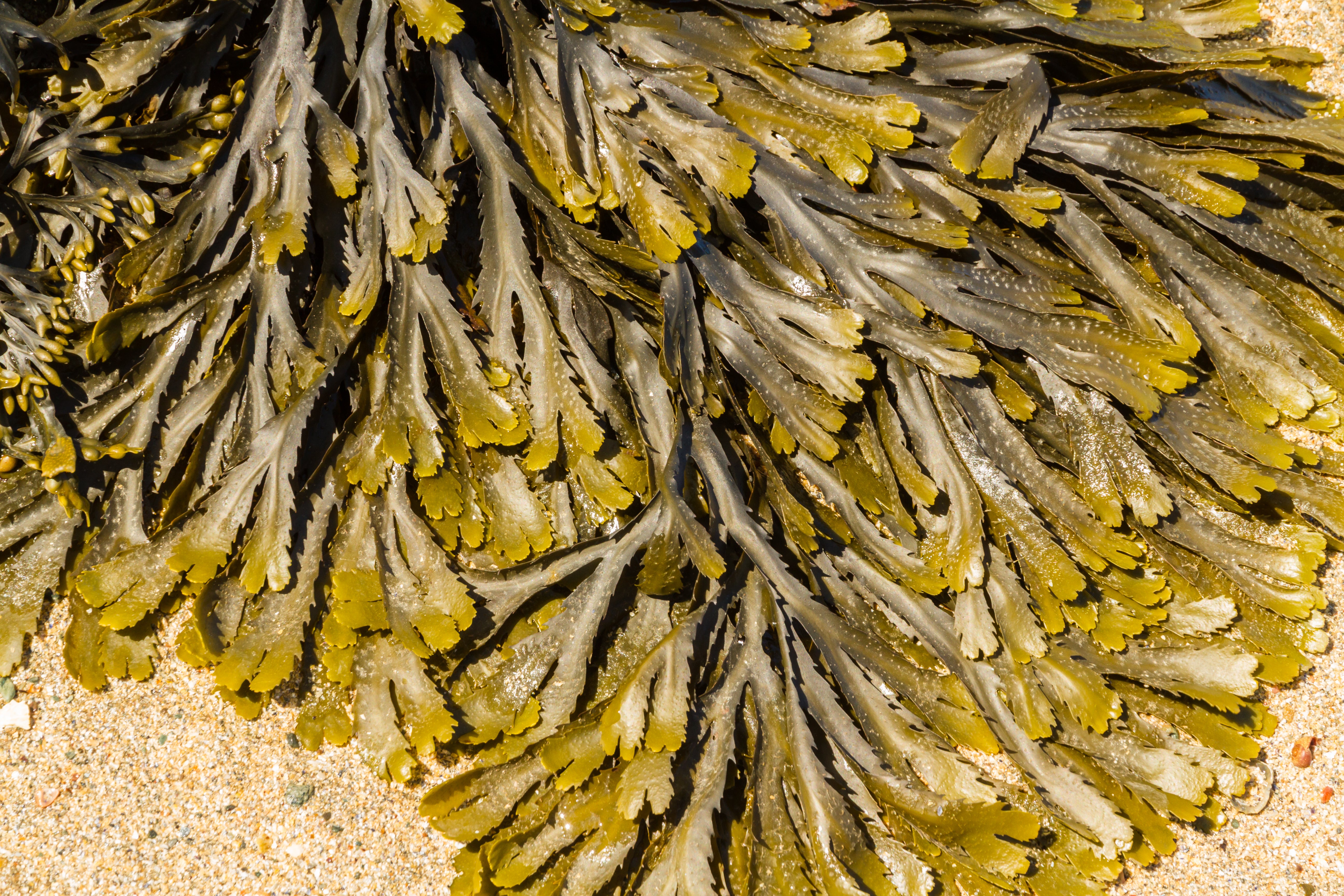 Donegal Seaweed Natural Soap