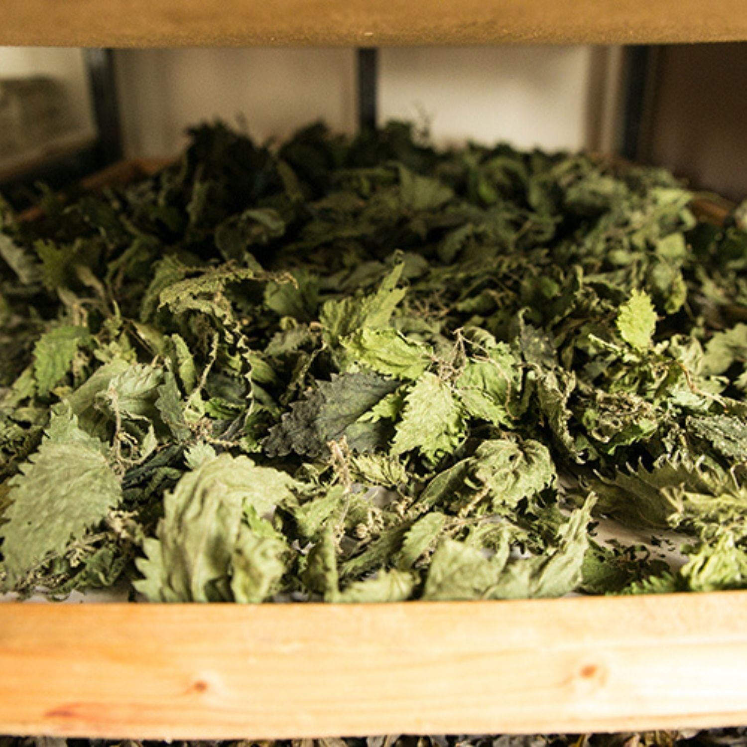 Wild Irish Nettle Soap