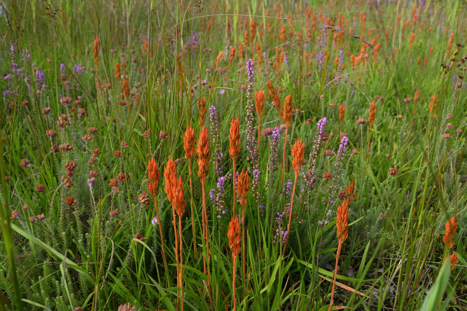 Donegal Socks | Orange Asphodel