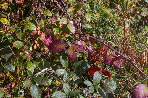 Donegal Socks | Bramble